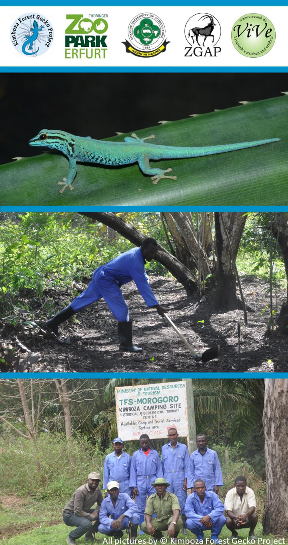 2023 01 turquoise dwarf gecko