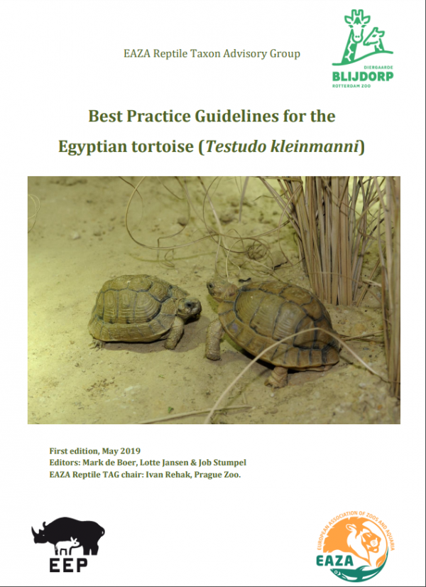 Egyptian tortoise EEP » EAZA