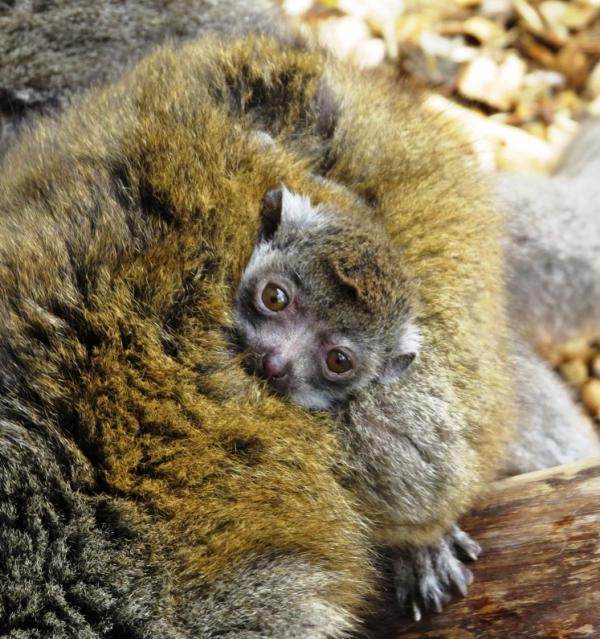 Prosimian Female Mongoose lemur born in Ostrava ZoocOstrava Zoo