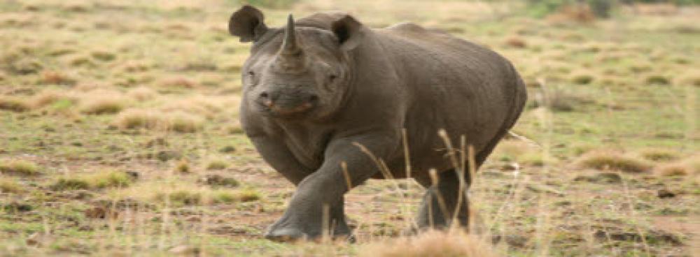 rhino KC