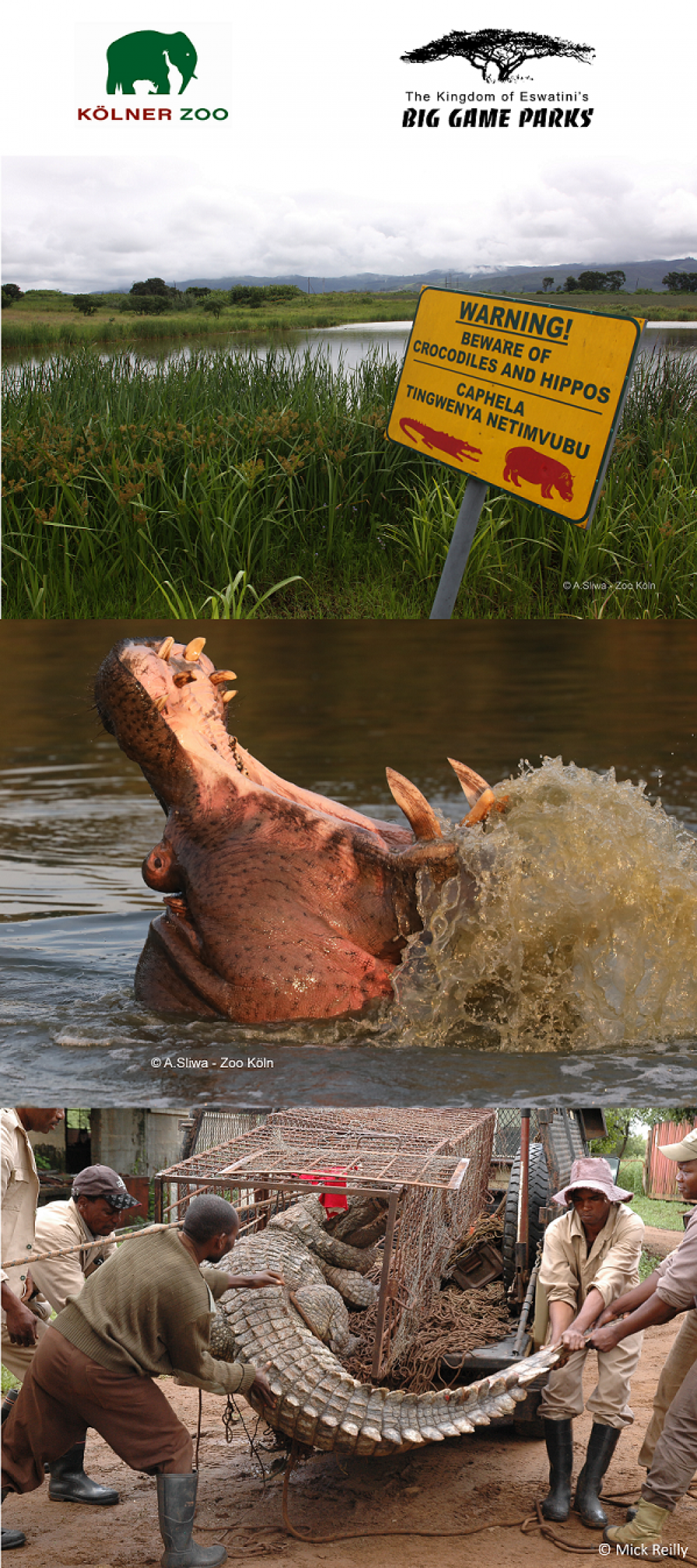 2022 09 snap hippo croc 3