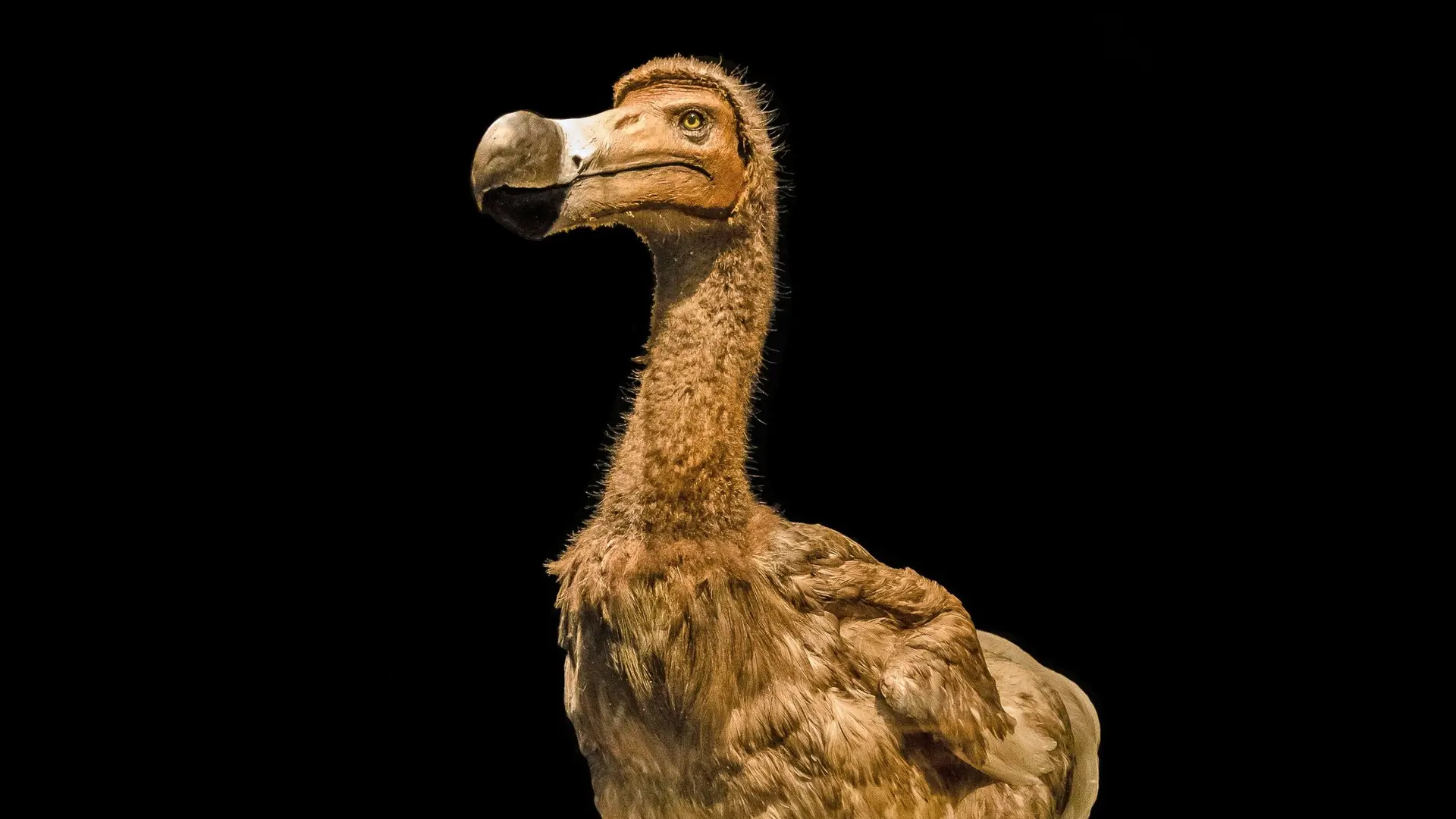  Extinct Pigeons and Doves