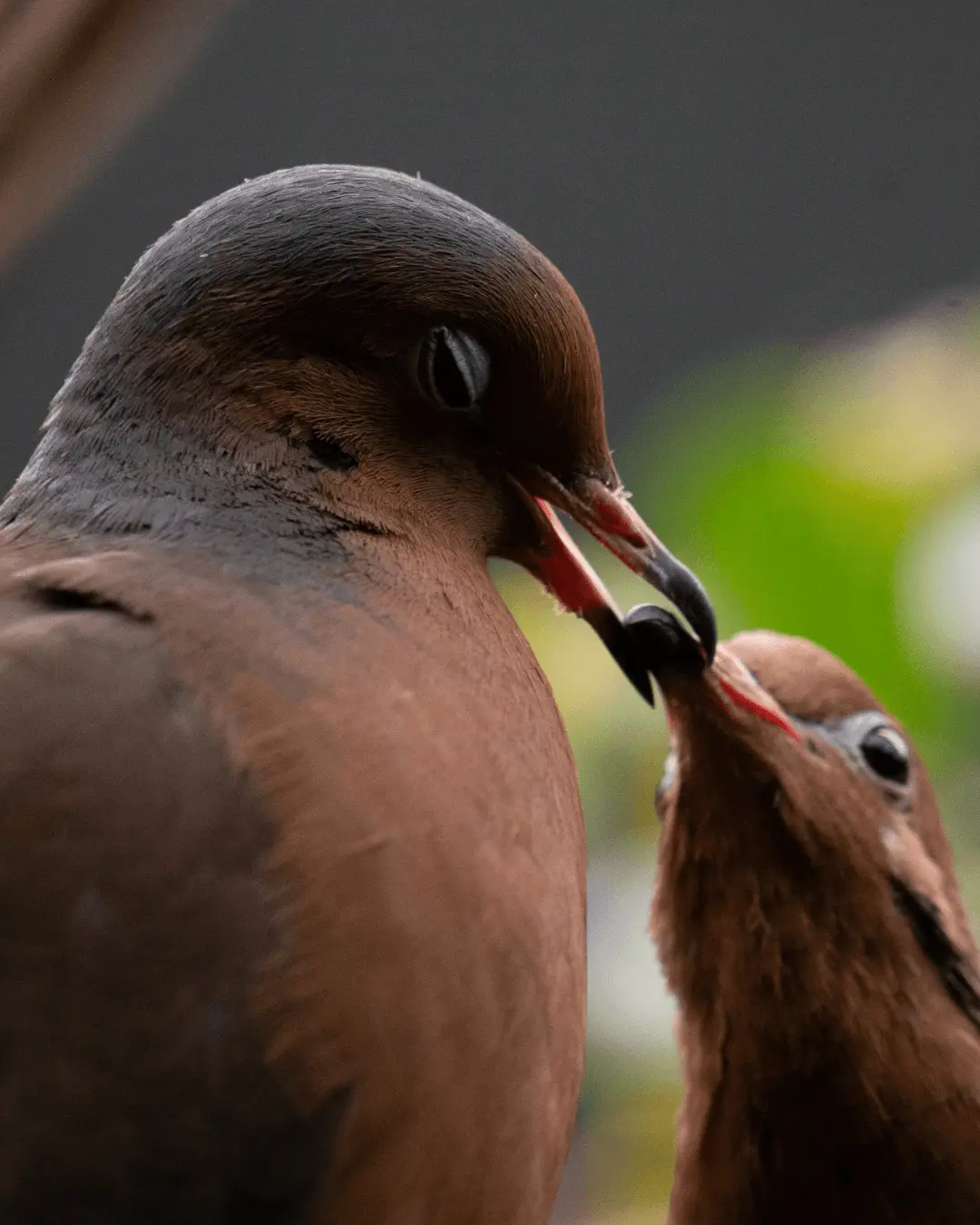 Socorro dove