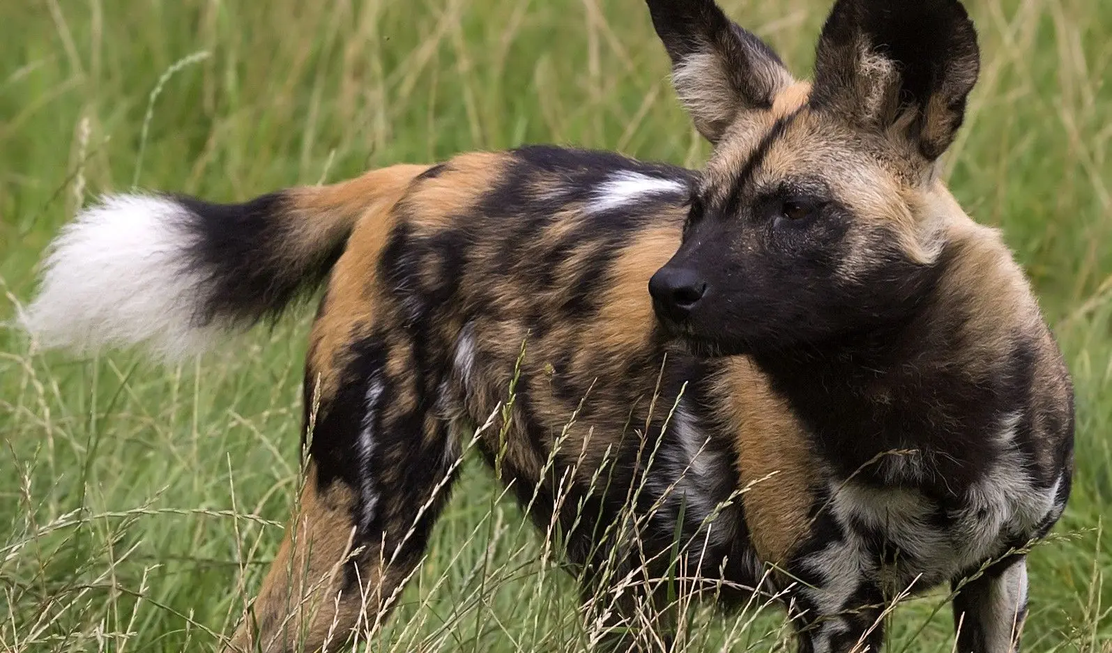 From wolves to wild dogs
