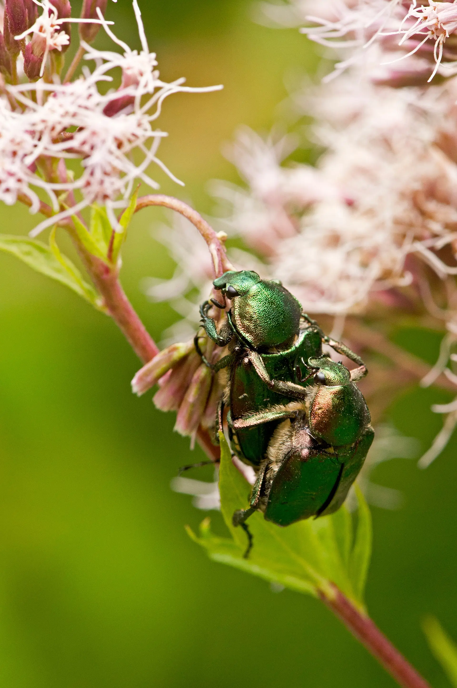European invertebrate conservation
