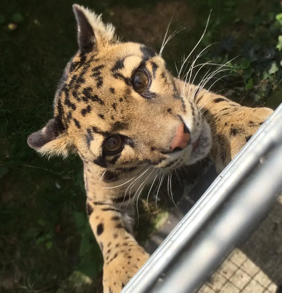 Clouded leopard