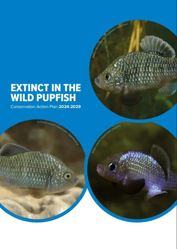 Extinct in the Wild Pupfishes - conservation action plan 2024 - 2029