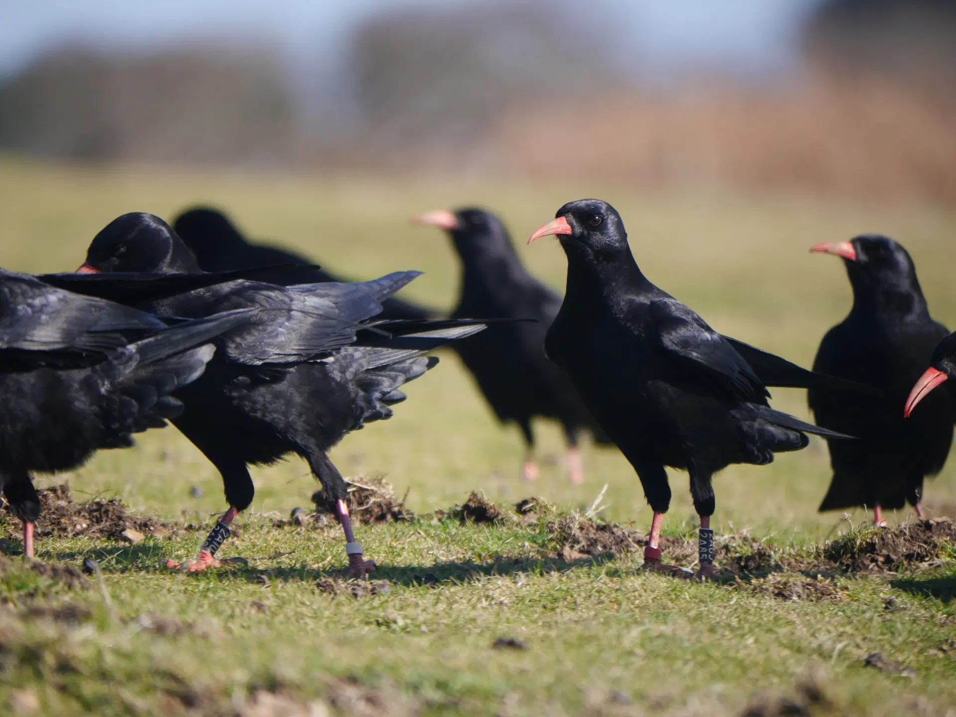Saving Songbirds Together