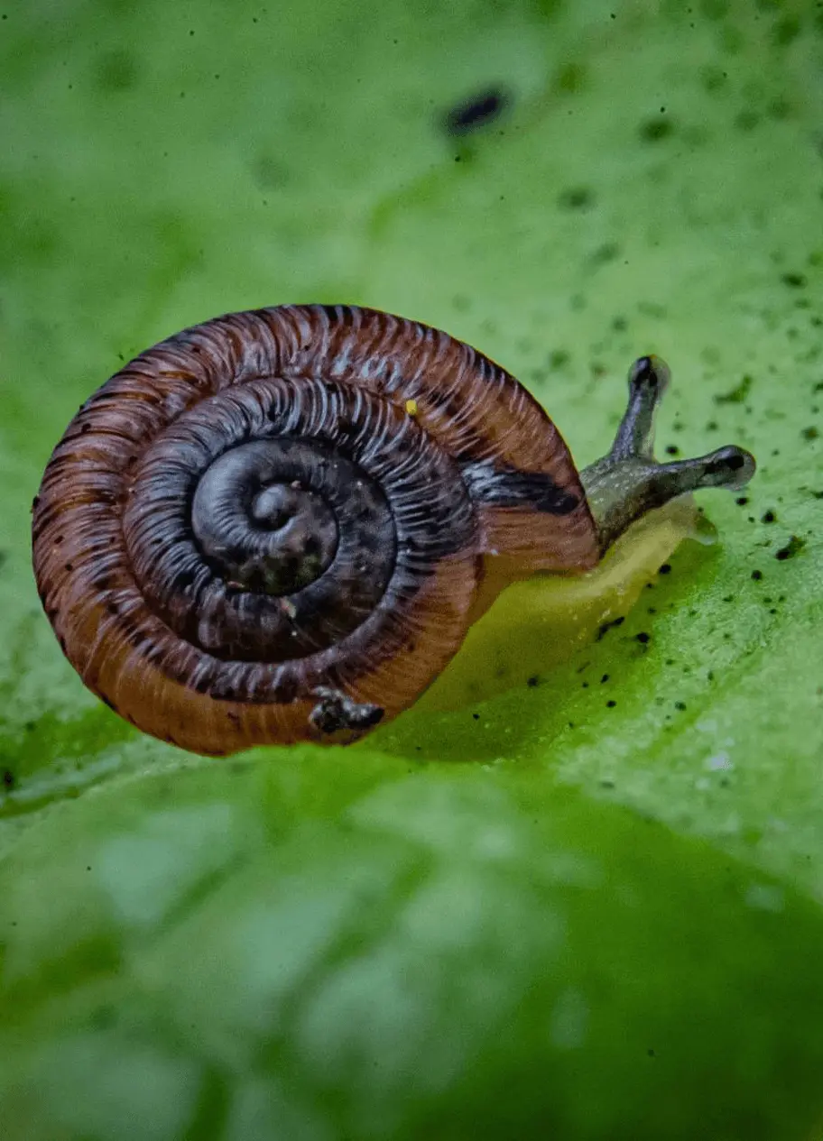 Desertas land snails
