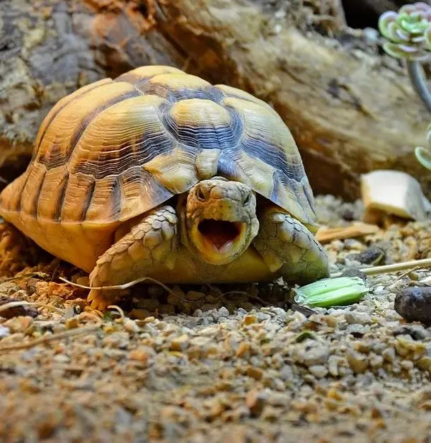 Egyptian tortoise