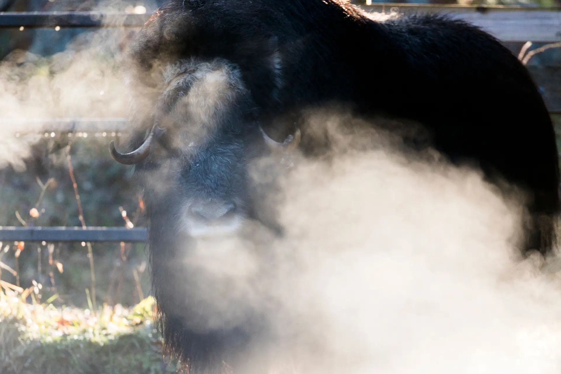 Musk ox