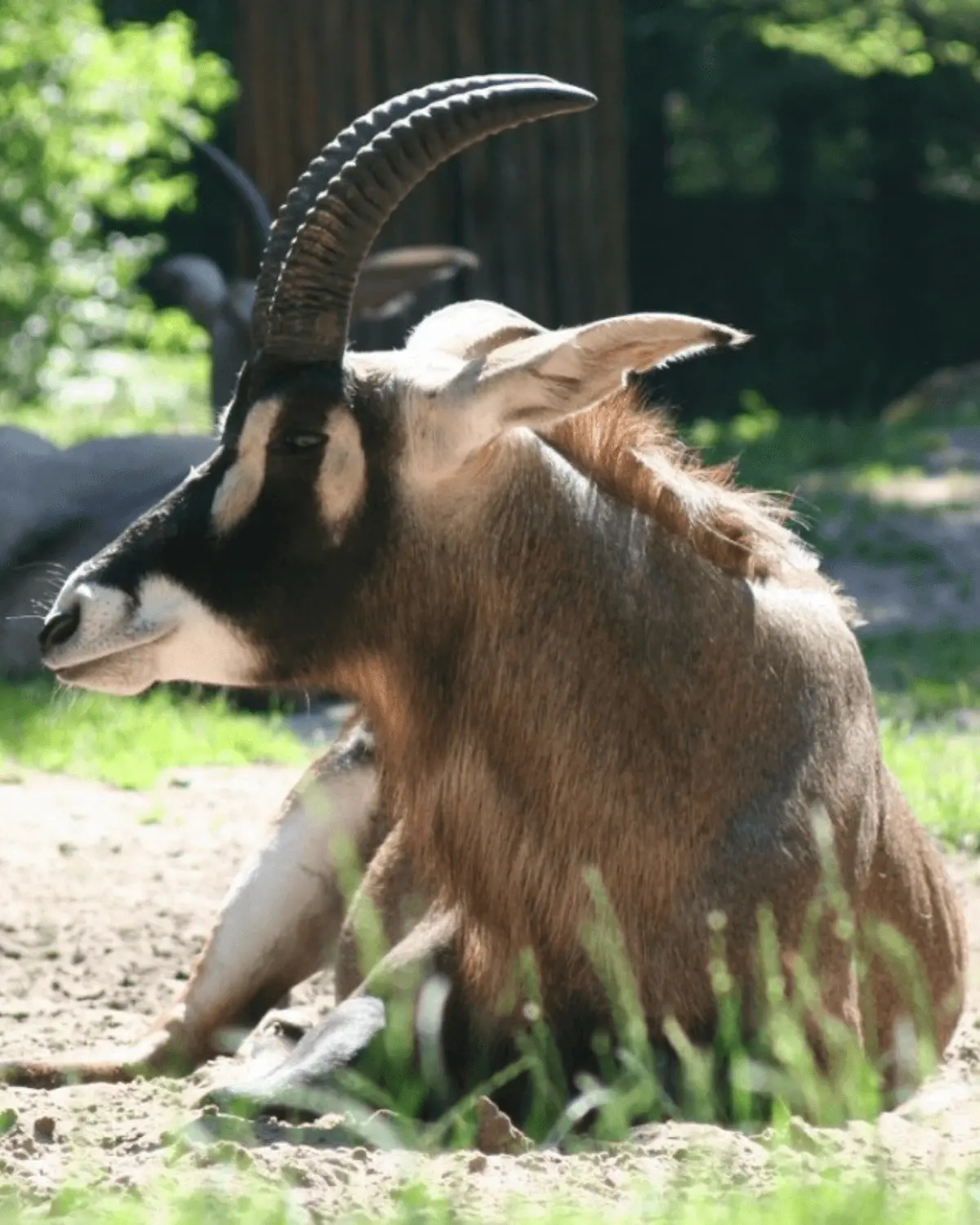 Roan antelope