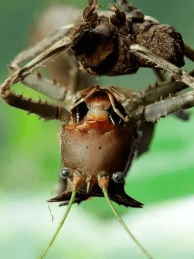 Dragon-headed katydid