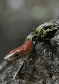 Mollendorff’s ratsnake 