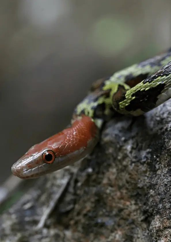 Mollendorff’s ratsnake 