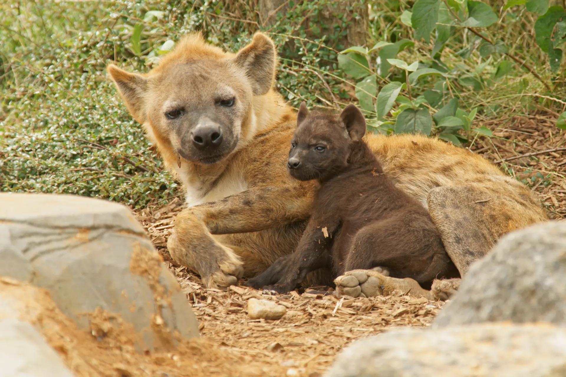 Spotted hyena