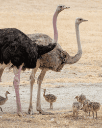 North African ostrich 