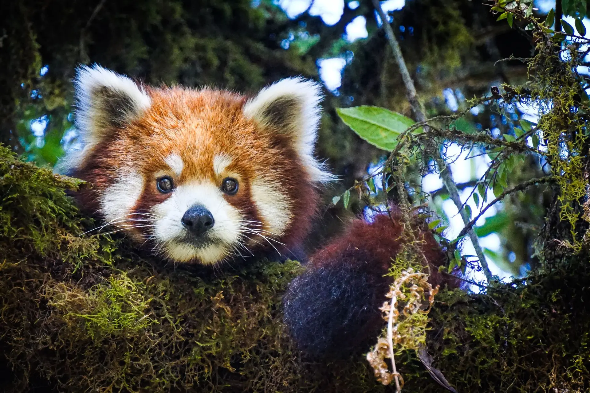 Red panda