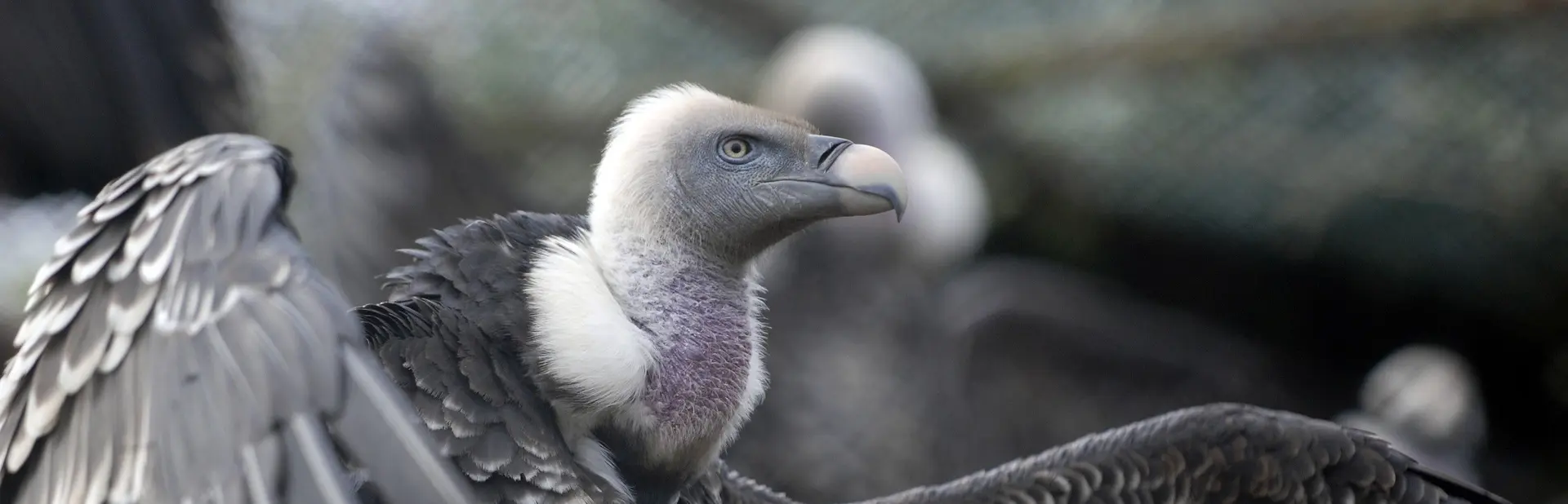 Rüppell’s vulture