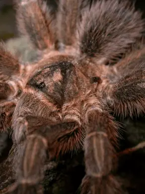 Montserrat tarantula