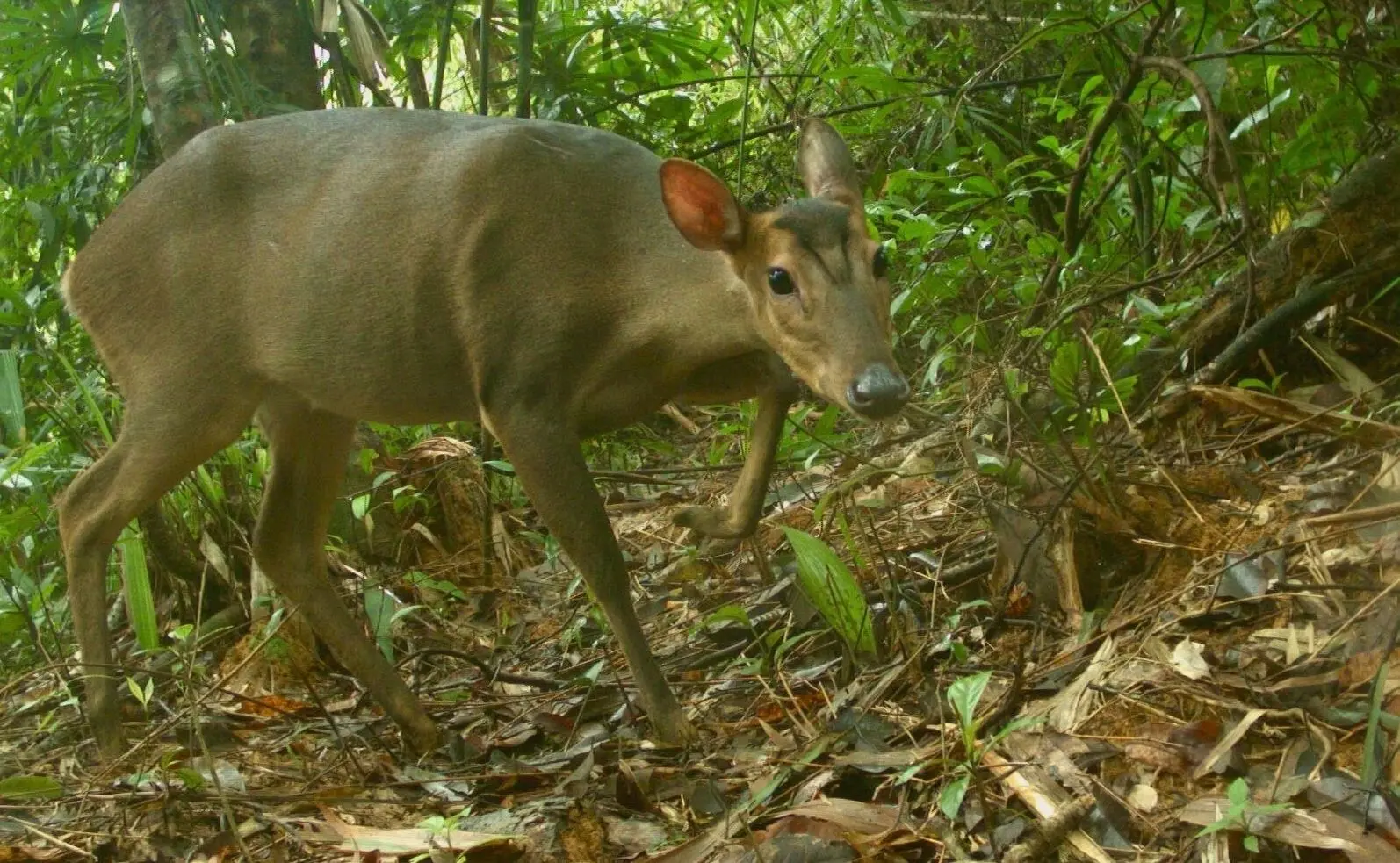 Large antlered muntjac