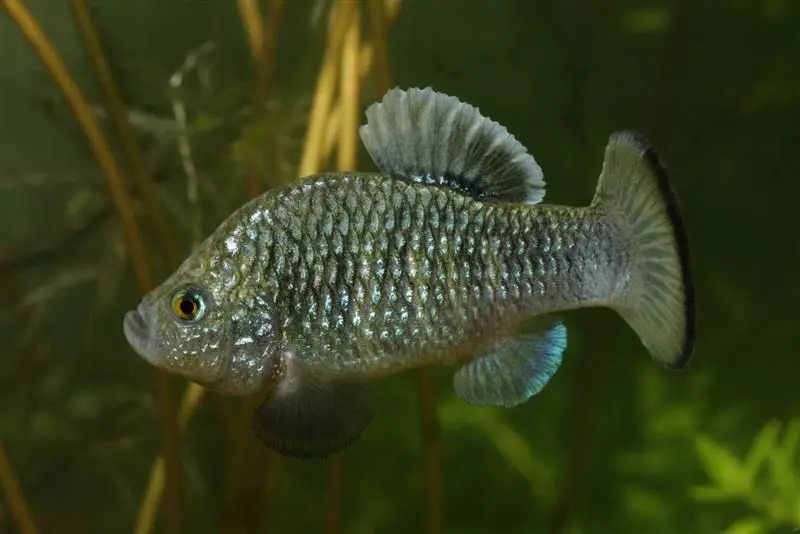 Pupfishes