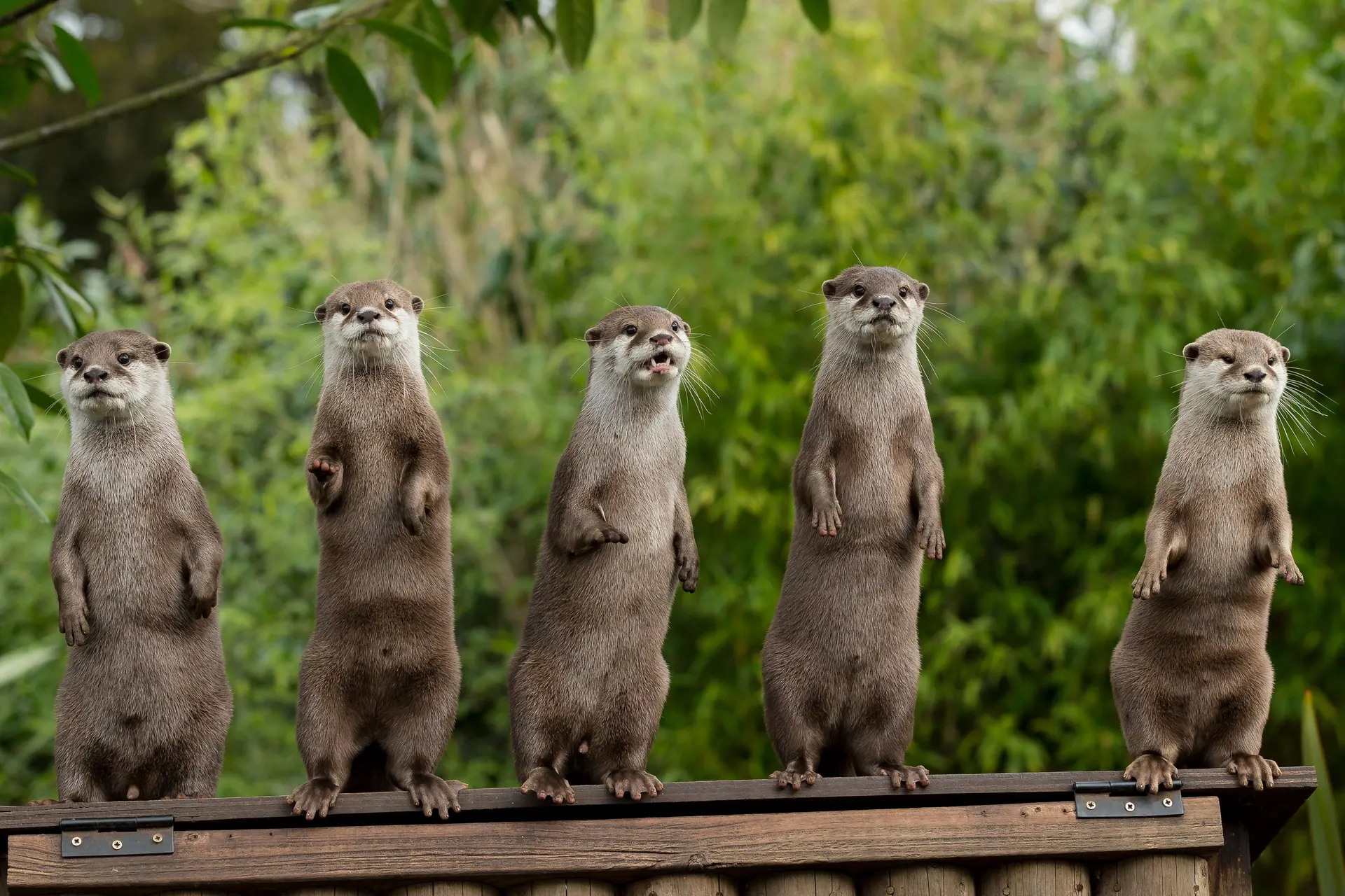 Resources - Showcasing EAZA's activities