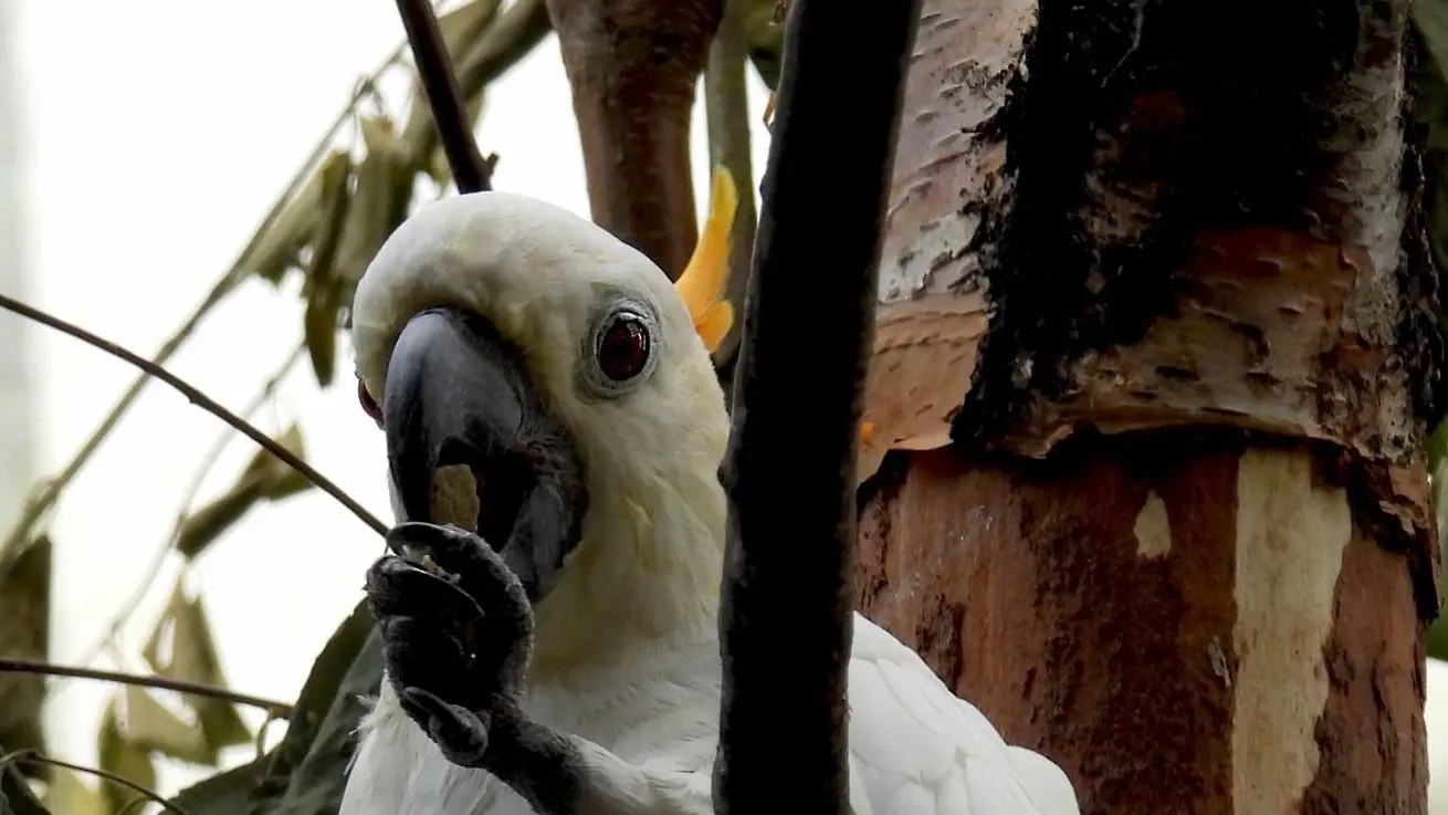 Citron-crested cockatoo