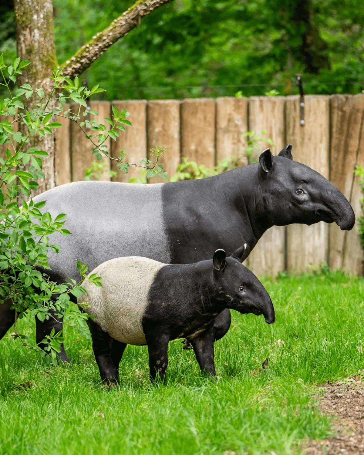 Malayan Tapir