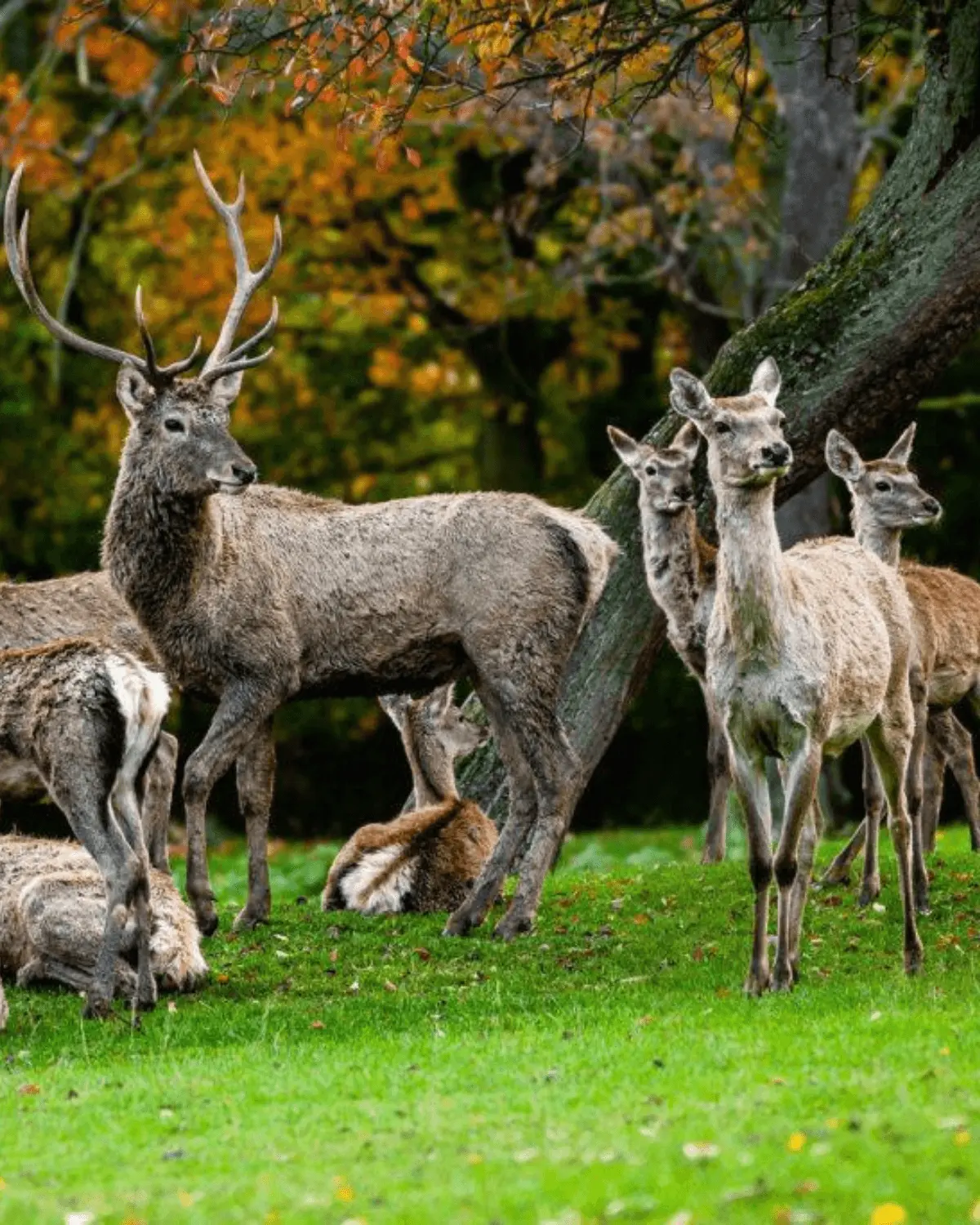 Bactrian wapiti
