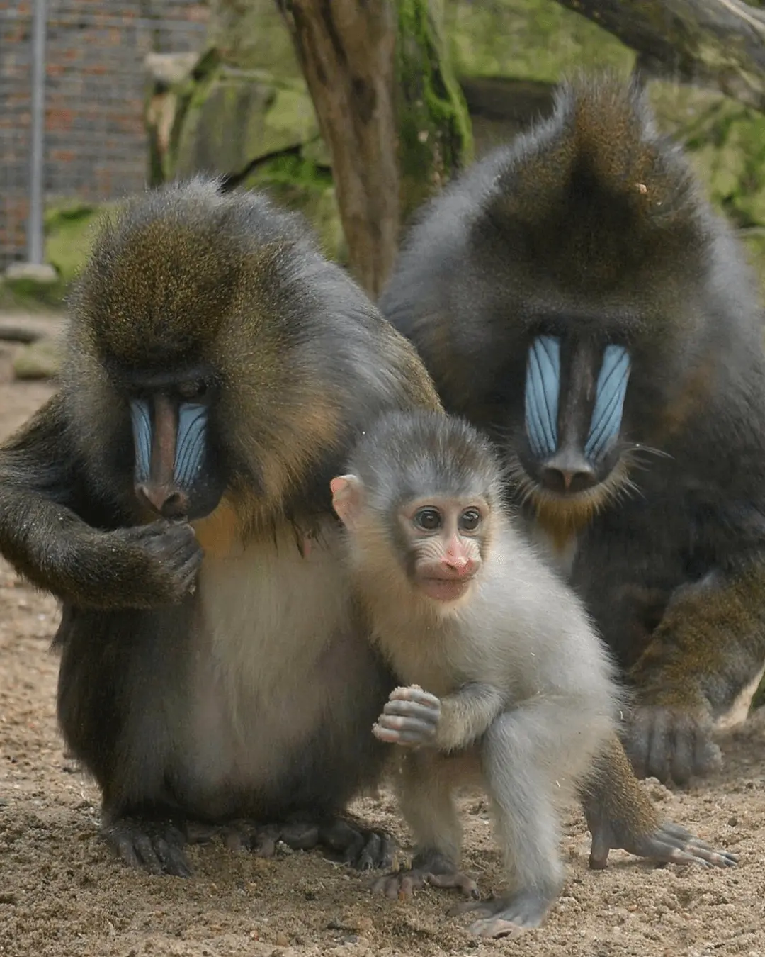 Mandrill and Drill
