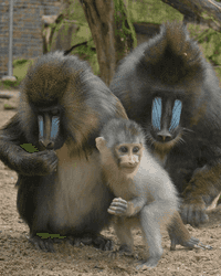 Mandrill and Drill
