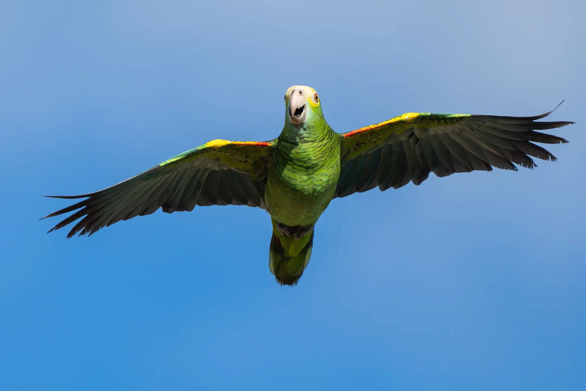 Yellow-shouldered Amazon