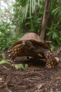 Asian giant forest tortoise 