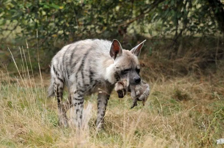 Striped hyena