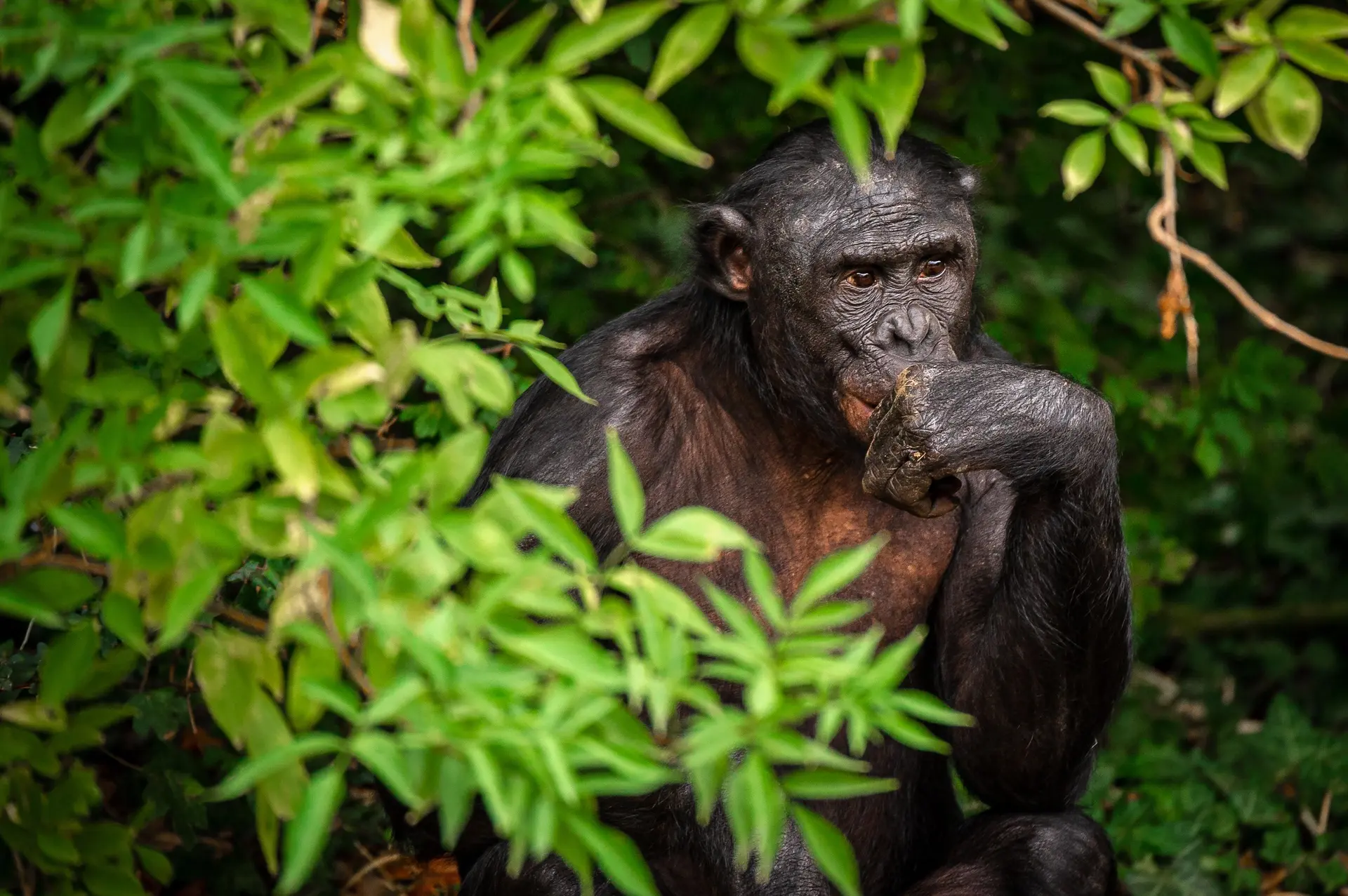 Bonobo
