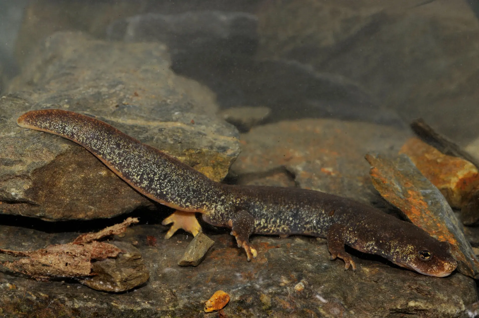 Montseny brook newt
