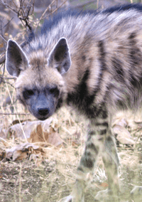 Striped hyena