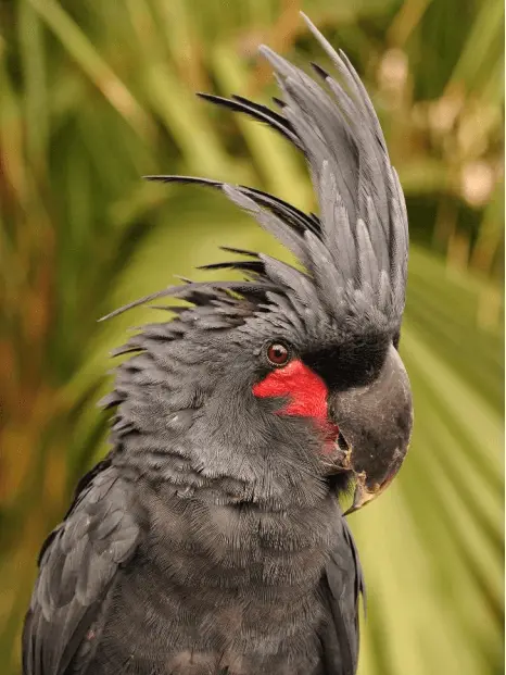 Virus Management for Parrots