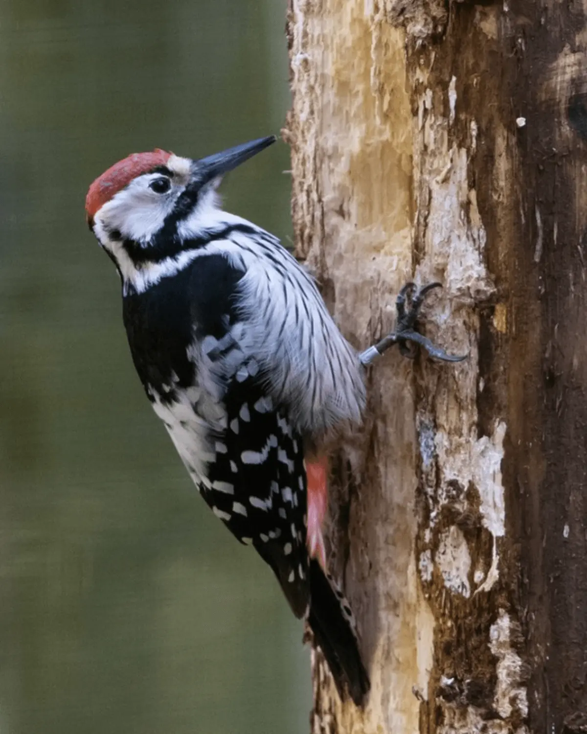 White-backed woodpecker
