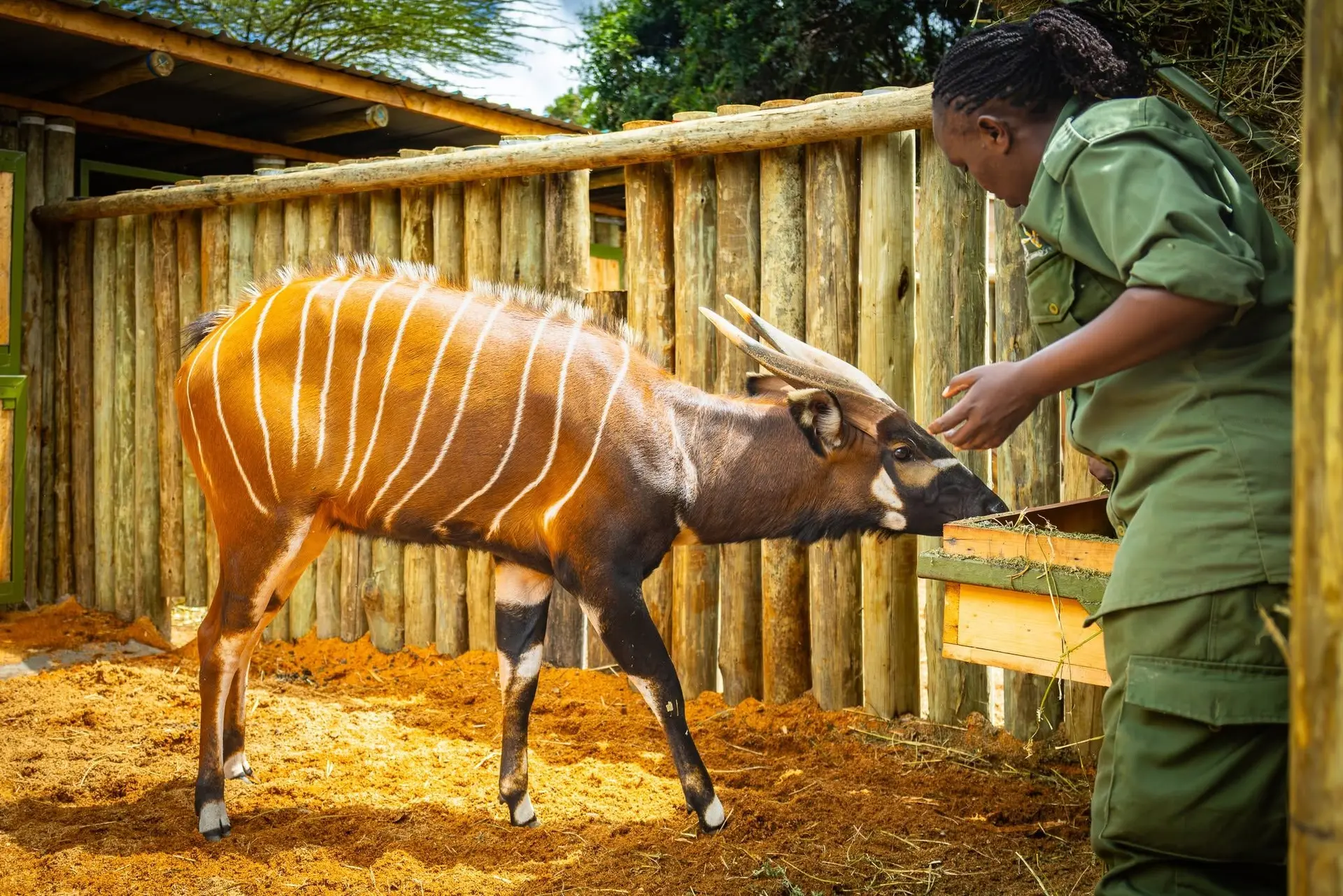 Mountain Bongos to Kenya: Project Update