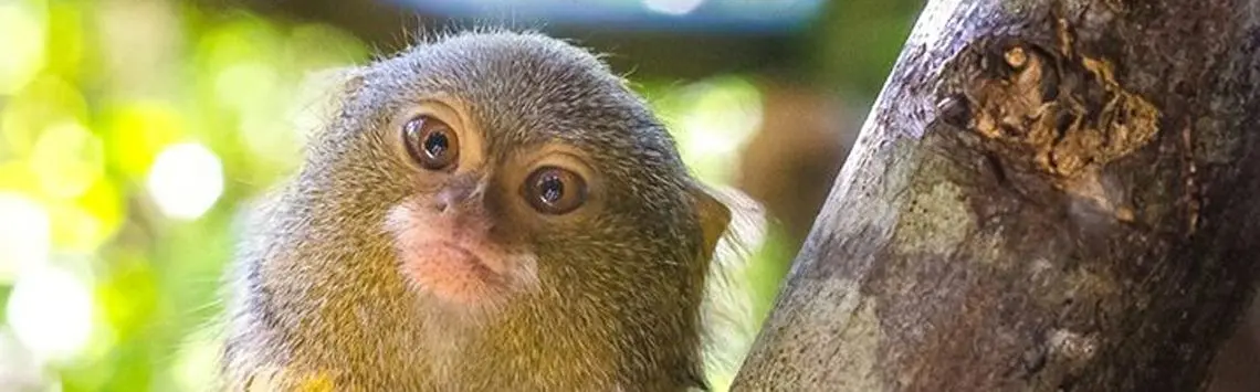 Pygmy marmoset