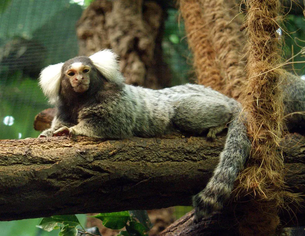 Invasive Marmoset (Common marmoset)