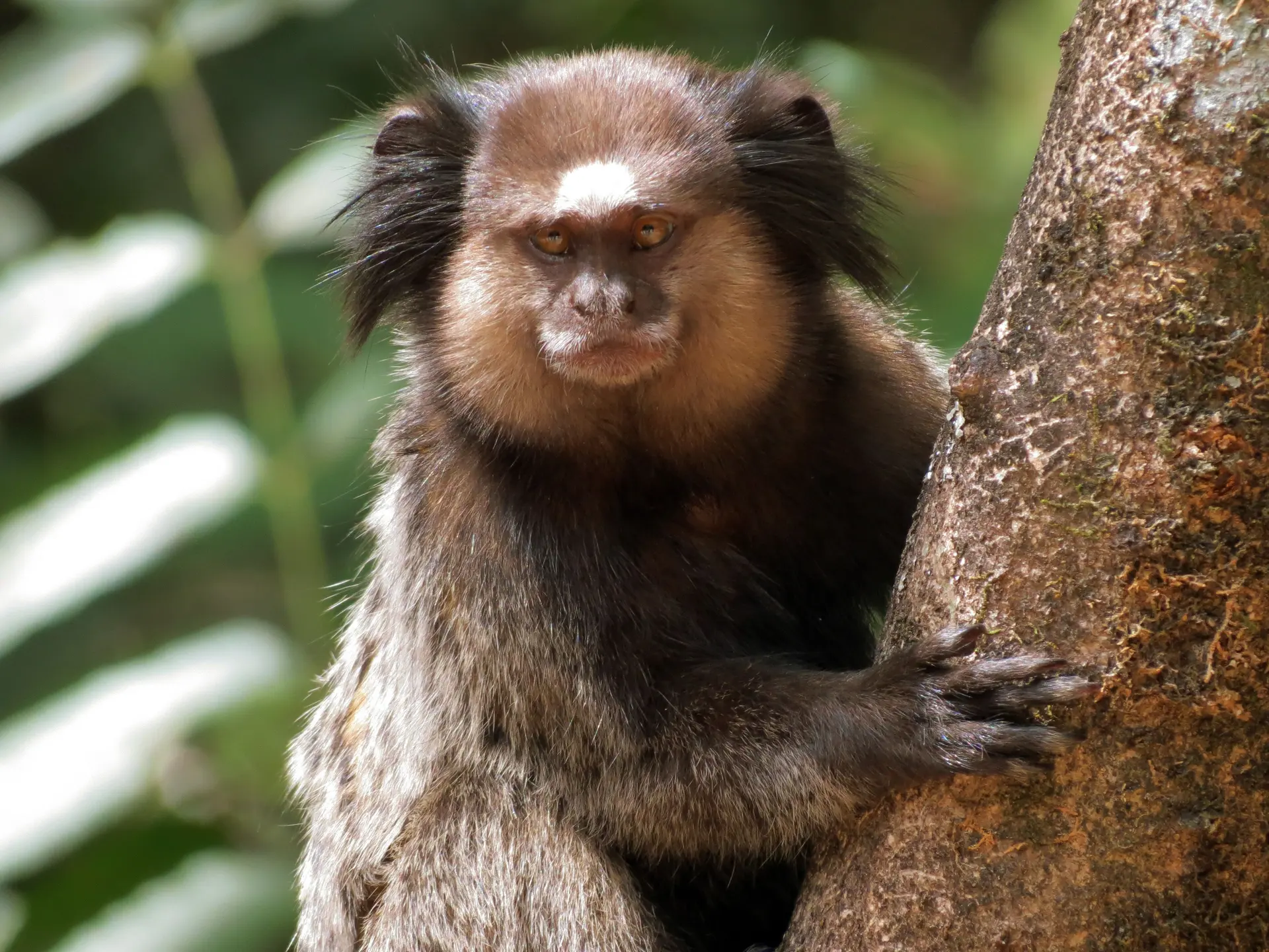 Invasive Marmoset (Black-tufted marmoset)