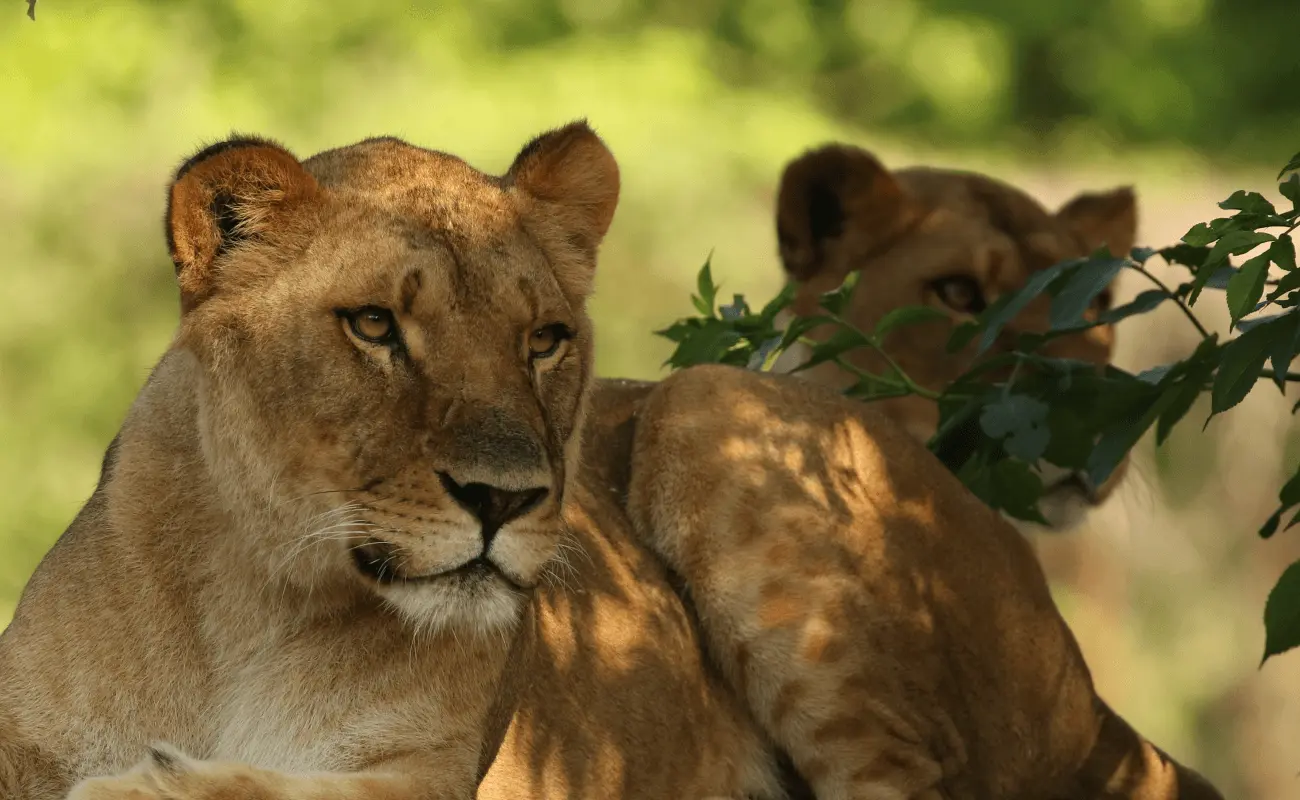 EAZA Corporate Members: Travel
