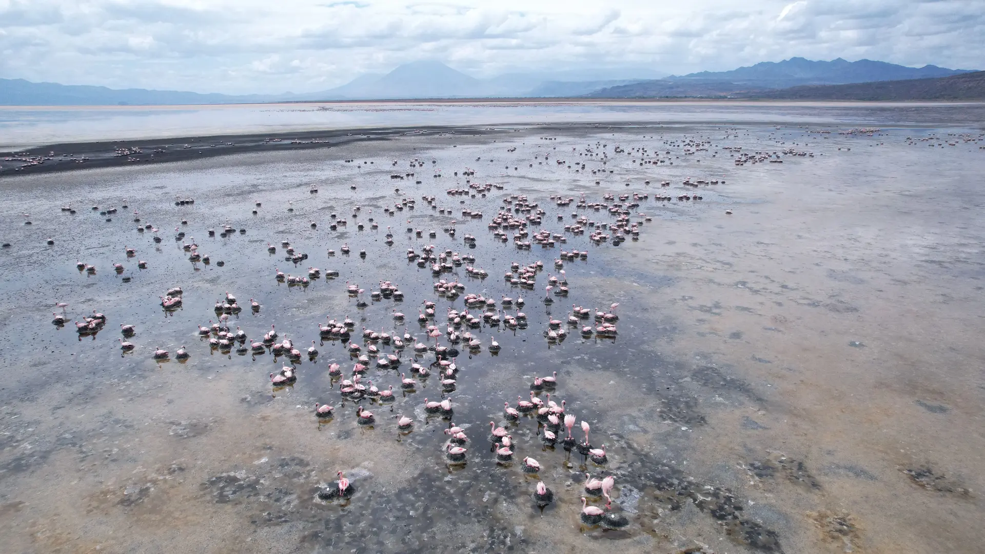 Safeguarding Lake Natron: a critical site for lesser flamingos