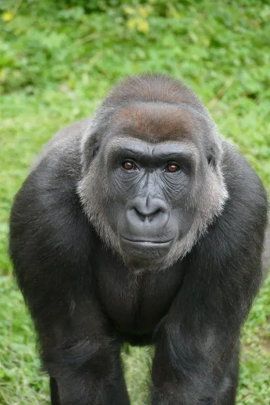 Western lowland gorilla
