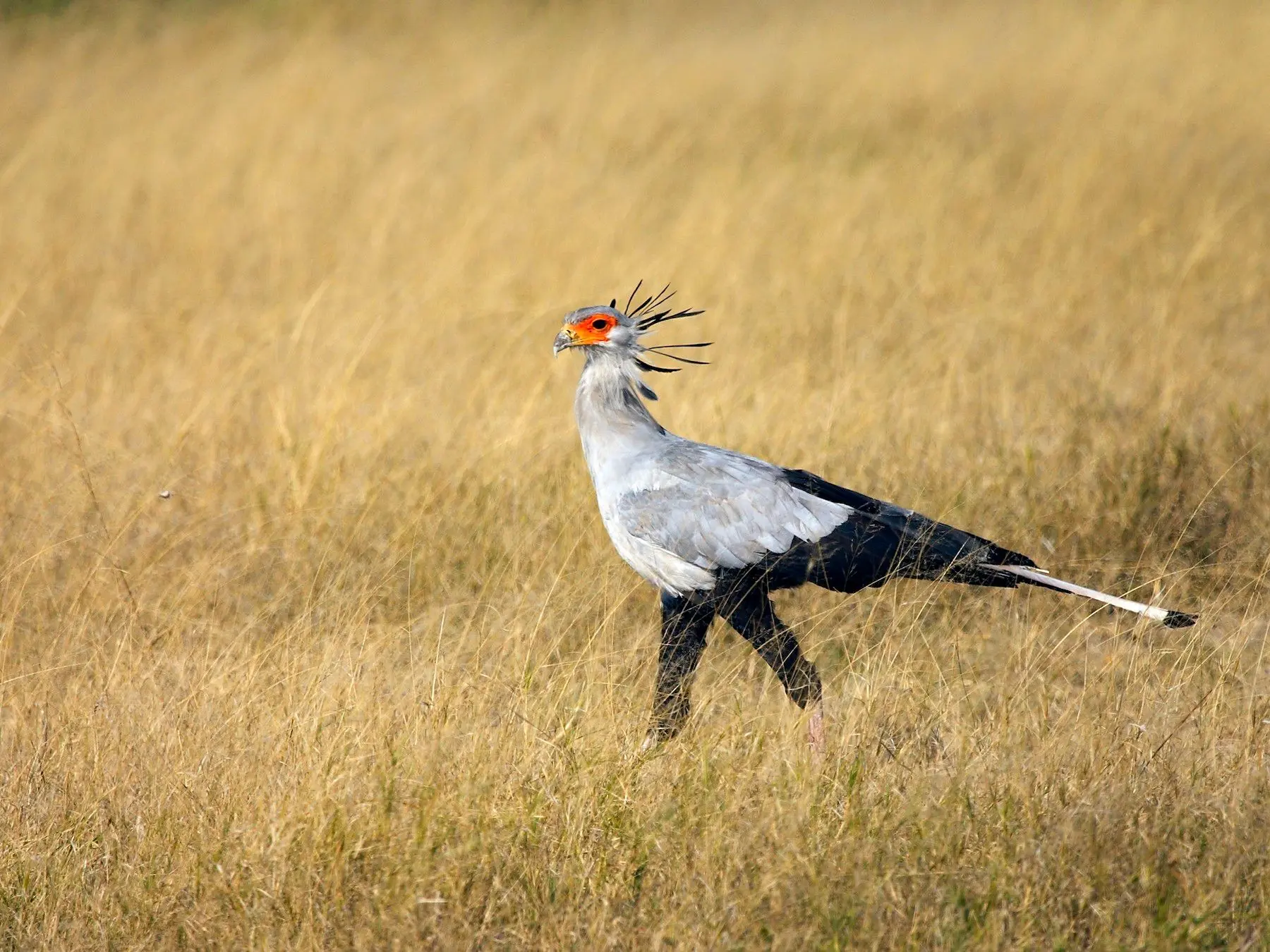 Secretary bird