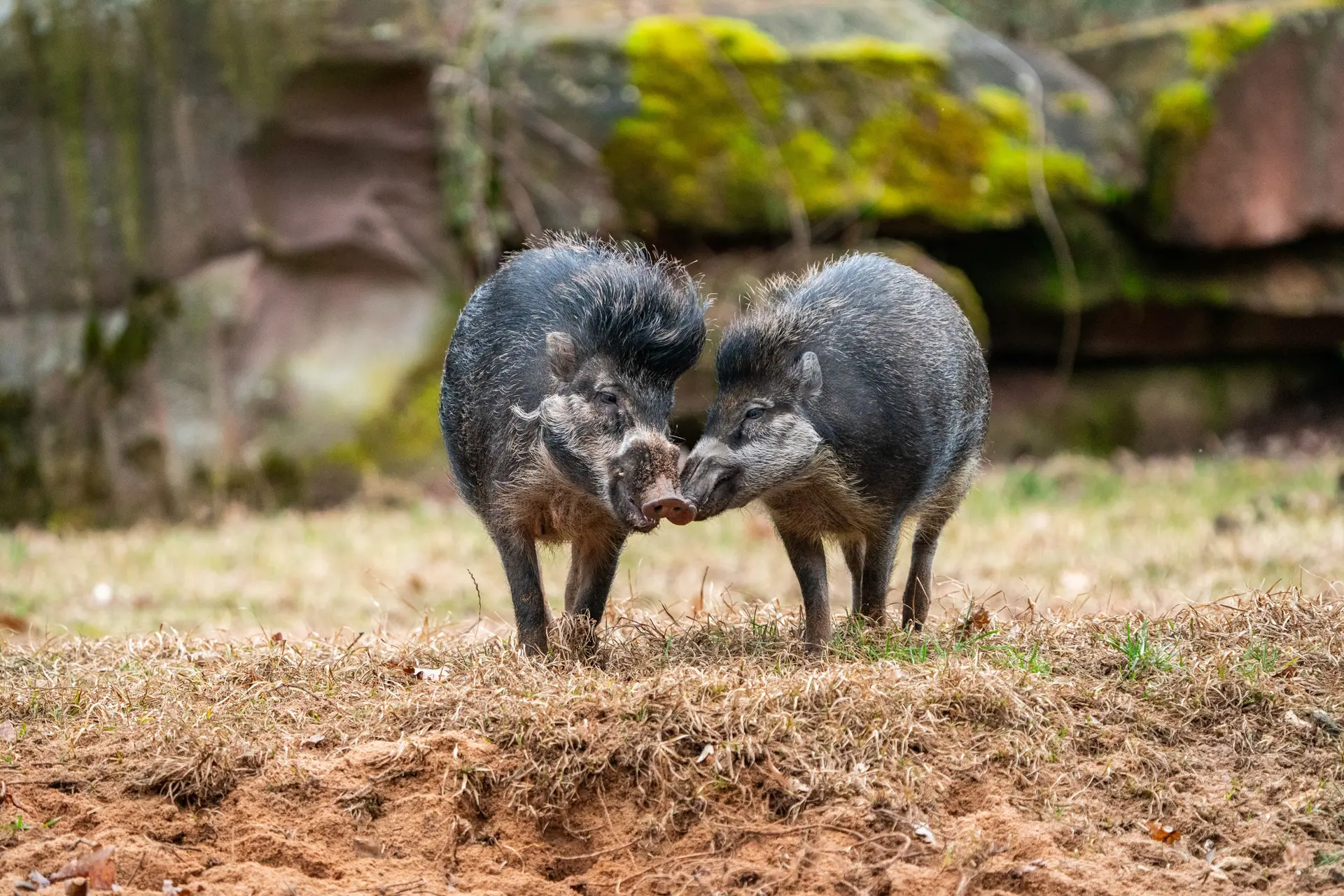 EAZA Members & IUCN