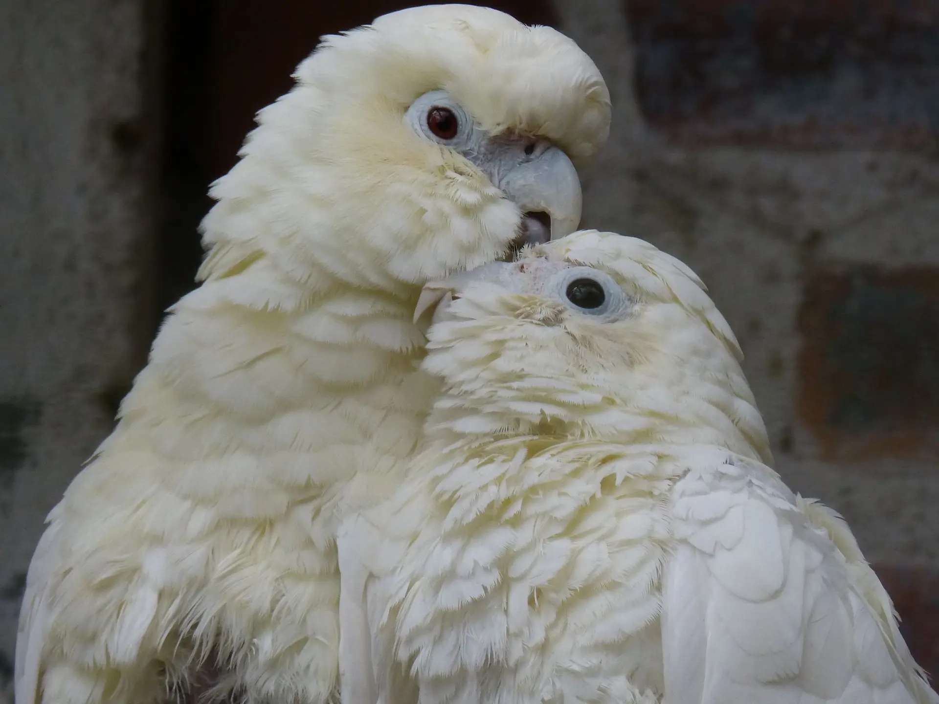 Philippine  cockatoo